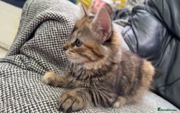 Mixed Breed cats for sale: STUNNING MULTICOLOURED KITTEN !!! - Image 8