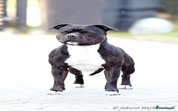 Staffordshire Bull Terrier dogs for sale: Champion lines Staffordshire Bull terrier puppies - Image 3