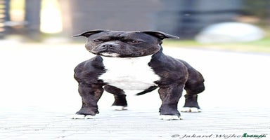 Staffordshire Bull Terrier dogs - Advert 6