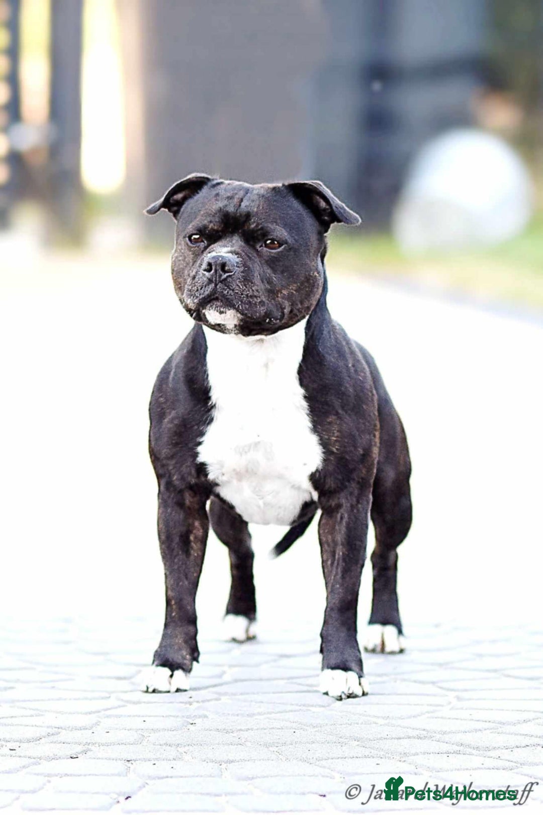 Staffordshire Bull Terrier dogs for sale: Champion lines Staffordshire Bull terrier puppies - Image 3