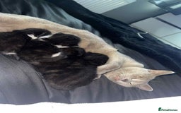 Mixed Breed cats for sale: 2 Black Male Kittens - Image 3