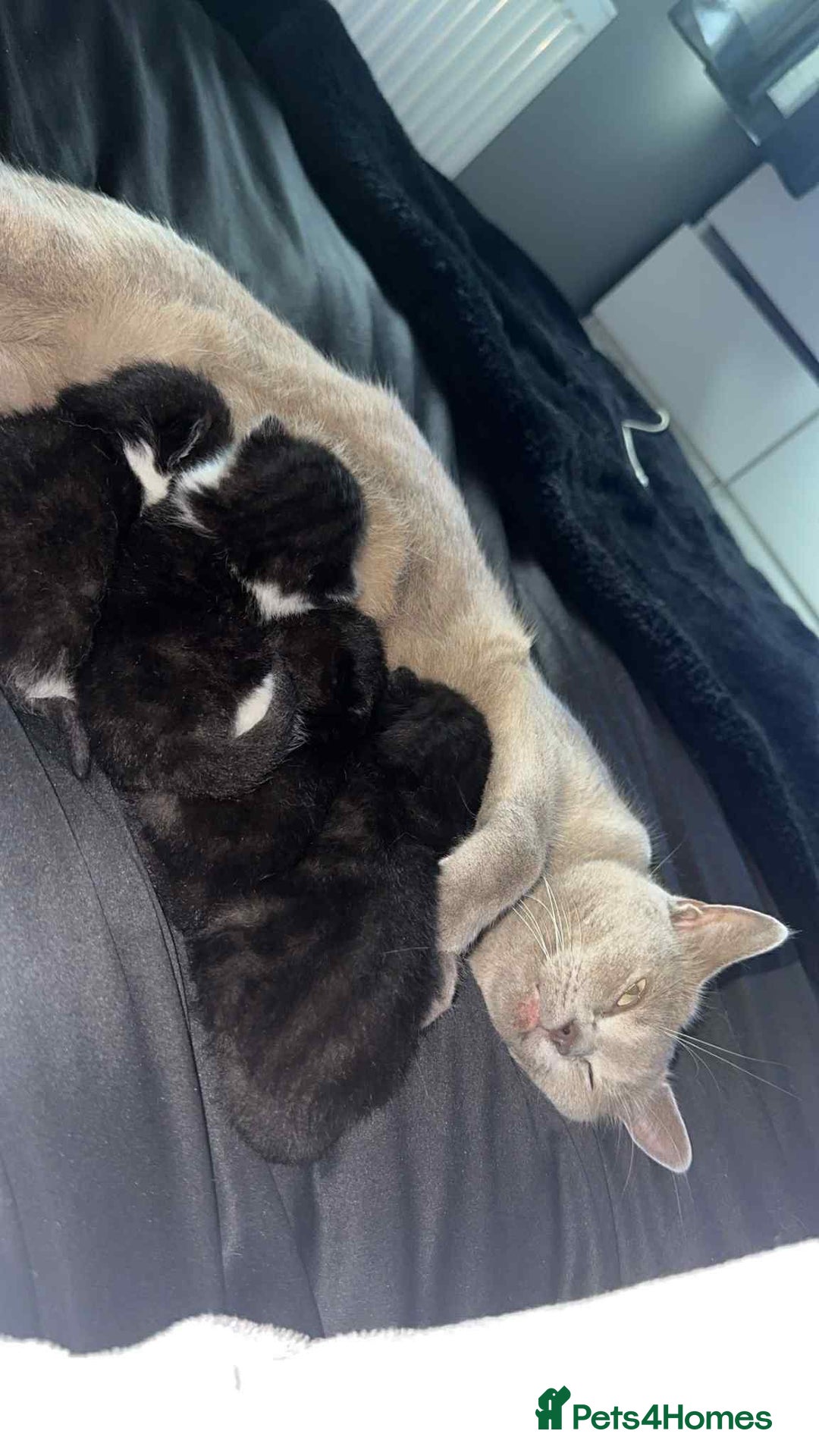 Mixed Breed cats for sale: 2 Black Male Kittens - Image 3