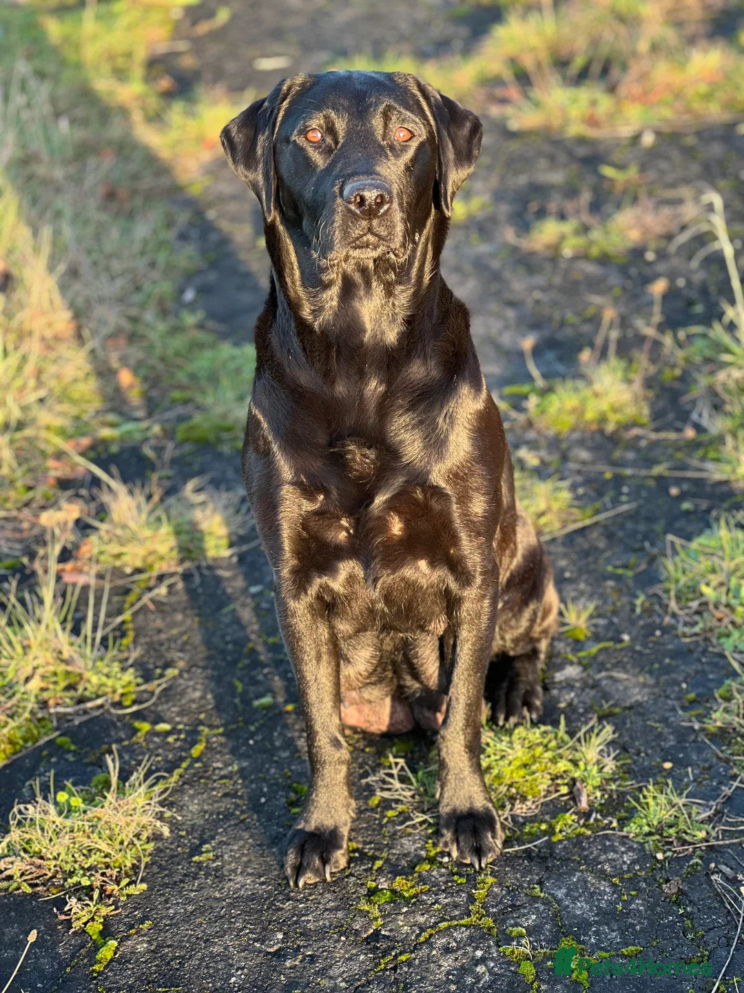 Labrador Retriever dogs for sale: KC Labrador Pups Chunky Traditional  Working - Advert 24