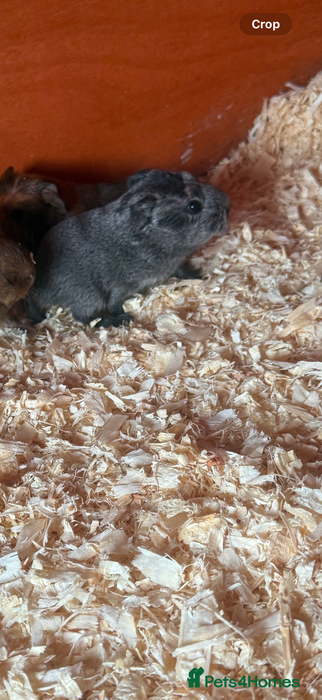 Guinea Pig rodents for sale: Baby boar brothers  - Image 4