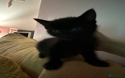 Mixed Breed cats for sale: 4 kittens available - Image 3