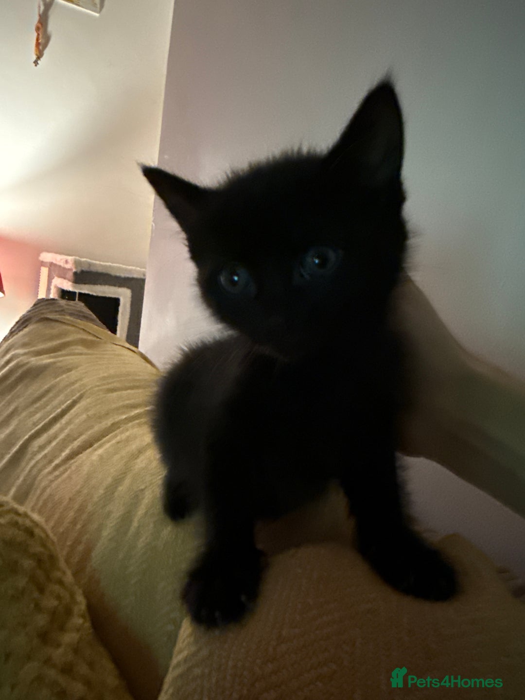 Mixed Breed cats for sale: 4 kittens available - Image 3