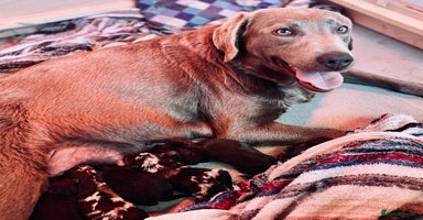 Labradoodle dogs - Advert 6