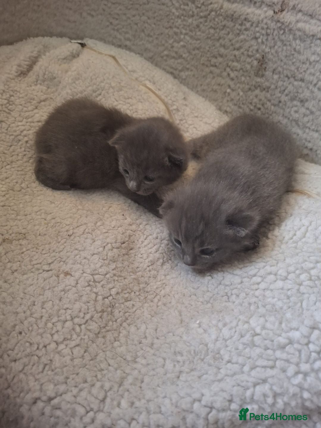 Mixed Breed cats Mixed breed kittens l - Advert 7