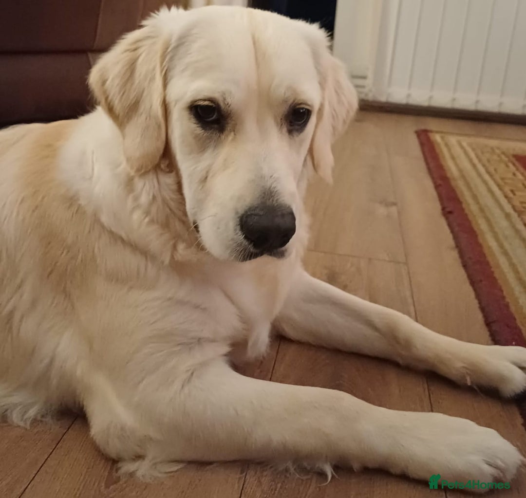 Golden Retriever dogs for sale: Snow white retriever for sale - Image 3