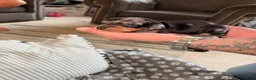 Dachshund dogs for sale: dachshund in Sheerness - Advert 9