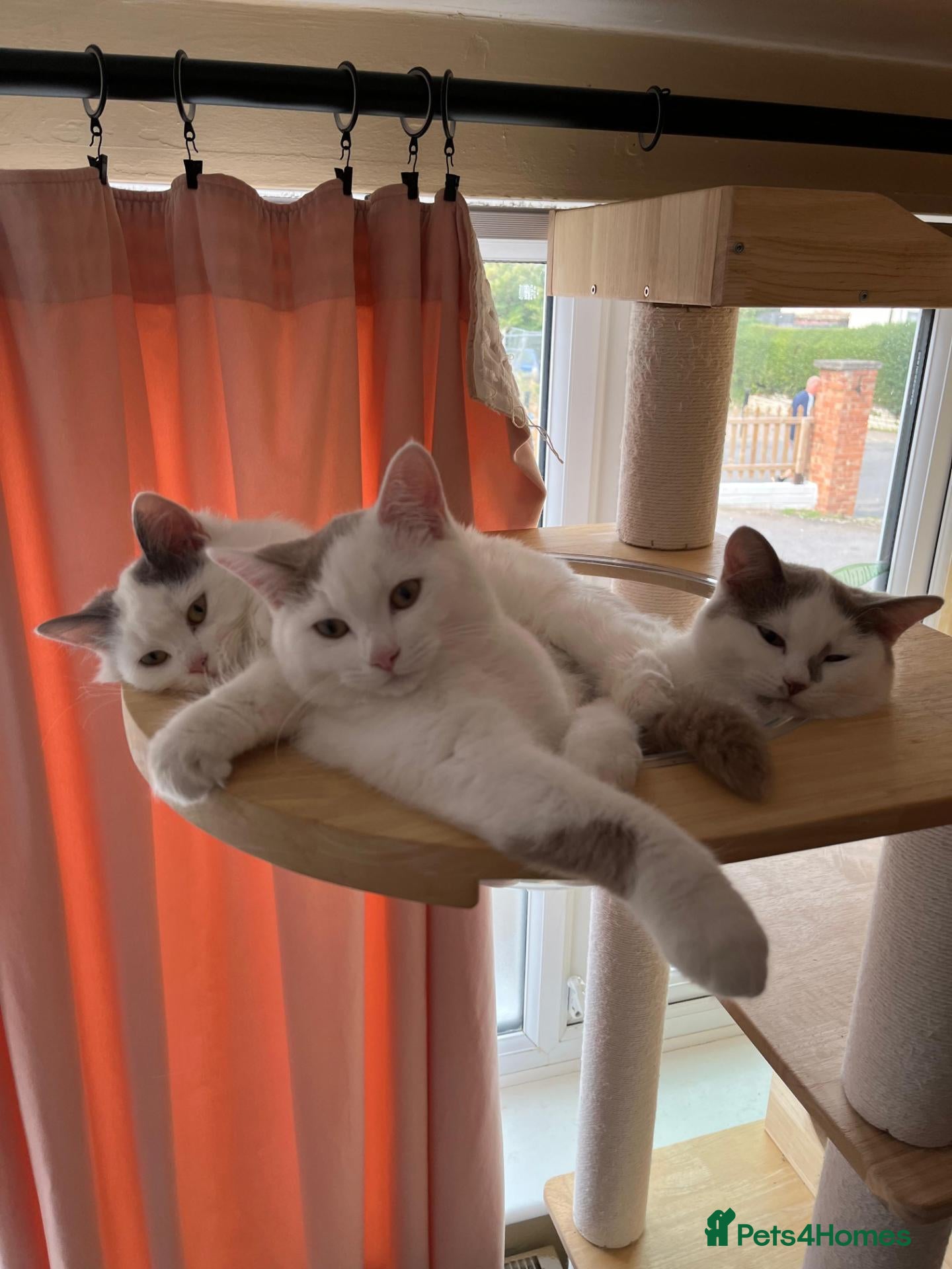 Munchkin cats Beautiful long legs Munchkin×BSH kittens  - Advert 1