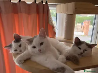 Munchkin cats Beautiful long legs Munchkin×BSH kittens - Advert 1