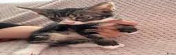 Mixed Breed cats for sale: 6 female kittens  in Reading - Advert 3