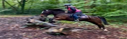 Mixed Breed livestock for sale: Stunning 13.2 all rounder Irish gelding  in Swansea - Advert 5