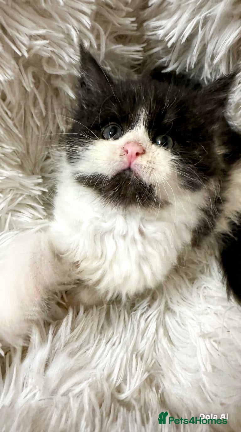 Maine Coon cats STUNNING PUREBRED MAINE COON KITTENS ✨ - Advert 1