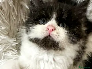 Maine Coon cats STUNNING PUREBRED MAINE COON KITTENS ✨ - Advert 1