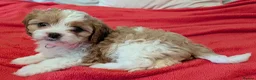 Cavapoo dogs for sale: F1B Cavapoo Puppies Health Tested KC Parents - Advert 16