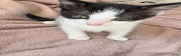 Domestic Shorthair cats for sale: 🐾 Two Little Beauties - Advert 7