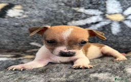 Jack Russell dogs for sale: Stunning Jack Russell pups - Image 10