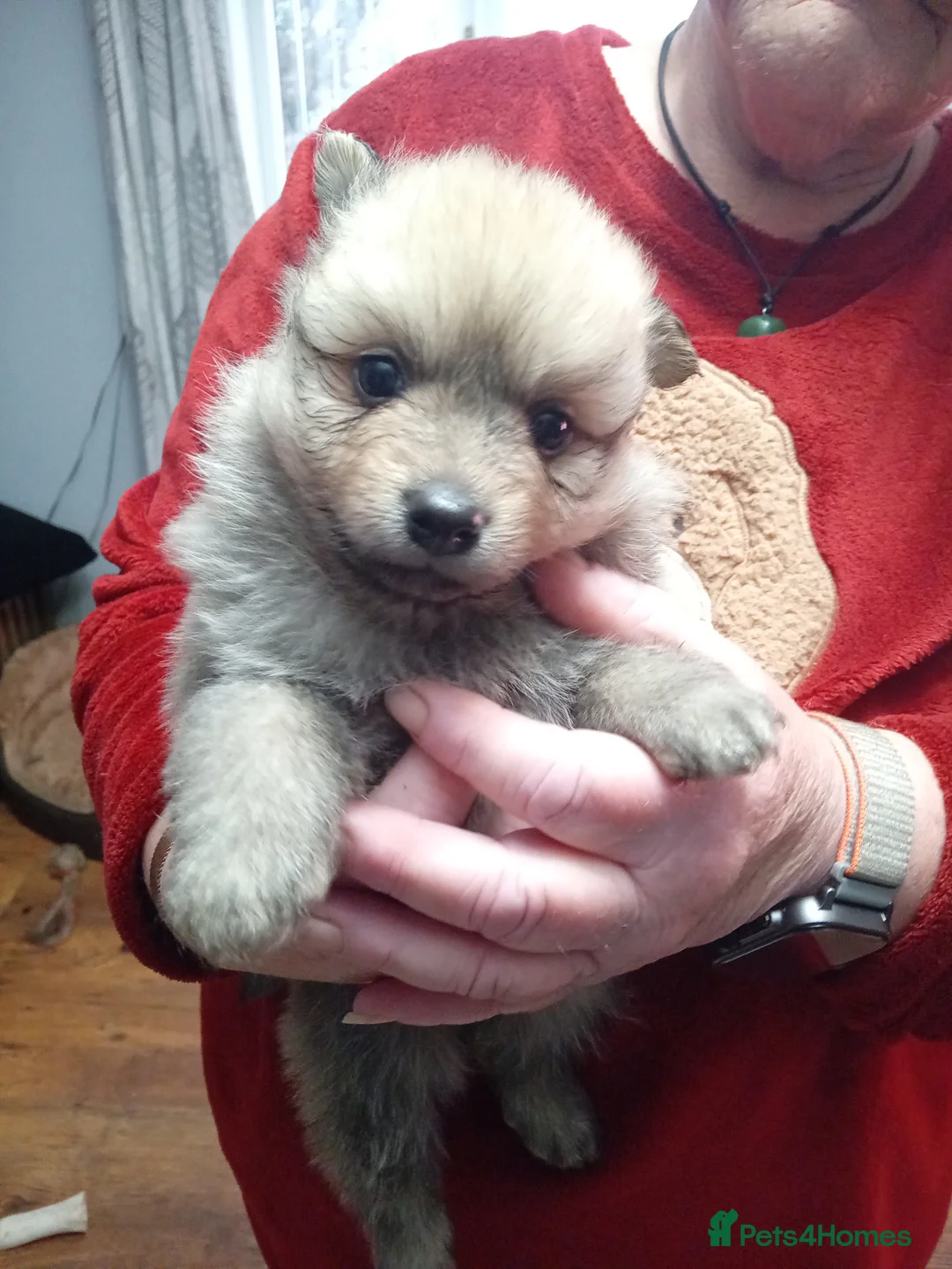 German Spitz dogs for sale: German spitz Mittel - Advert 11