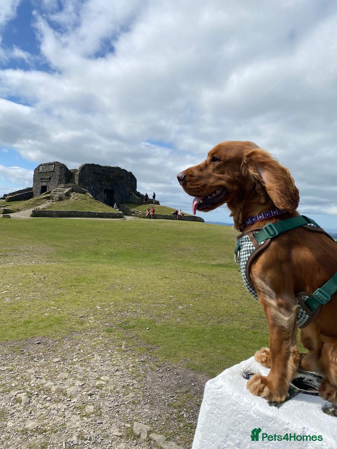 Cocker Spaniel dogs for stud: Handsome working Cocker Spaniel for stud - Advert 6