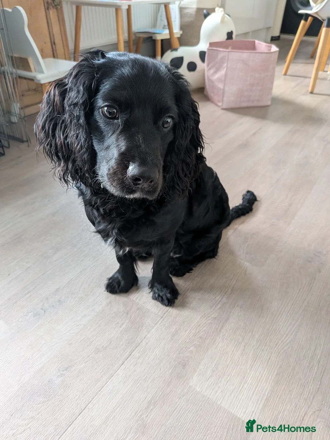 Mixed Breed dogs for sale: 6 month old male cavapoo - Advert 2