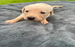 Labrador Retriever dogs for sale: KC Yellow Labradors - Image 4