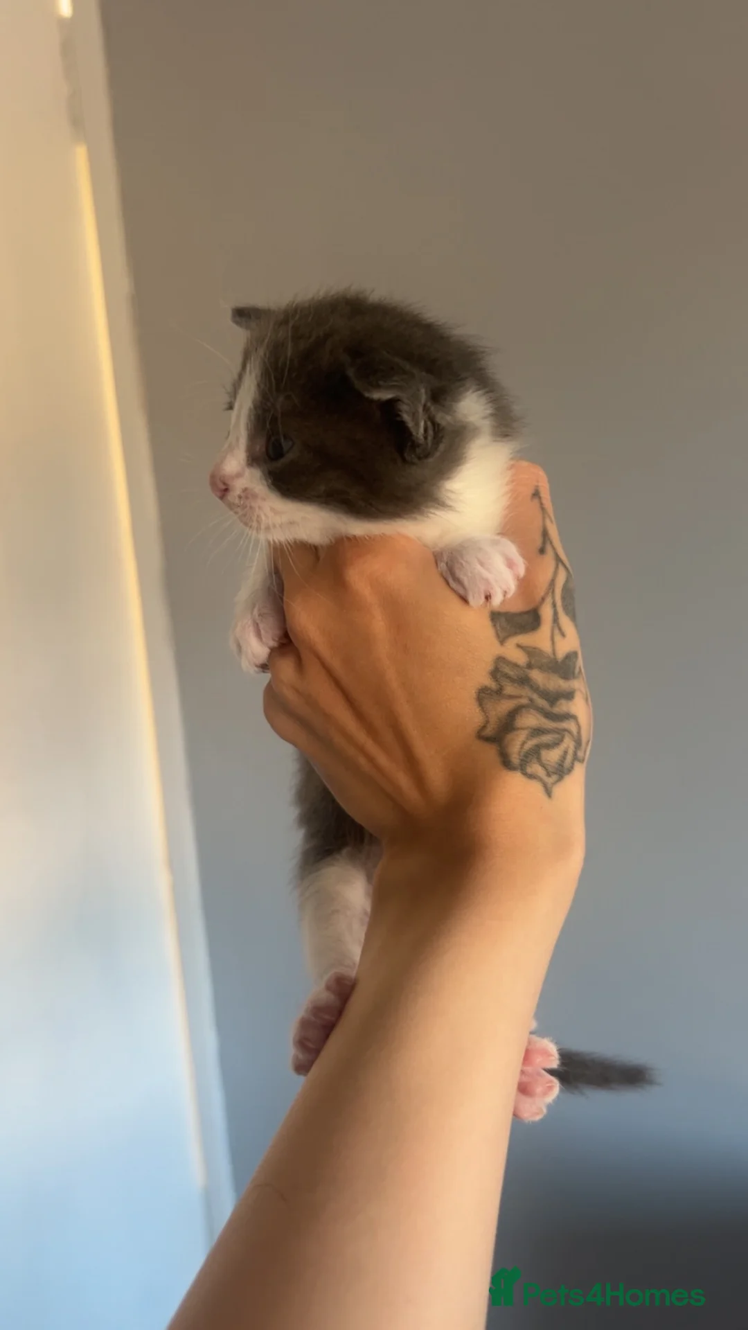 Mixed Breed cats for sale: X3 Male British Short Hair Cross Kittens For Sale in Kilmarnock - Advert 2