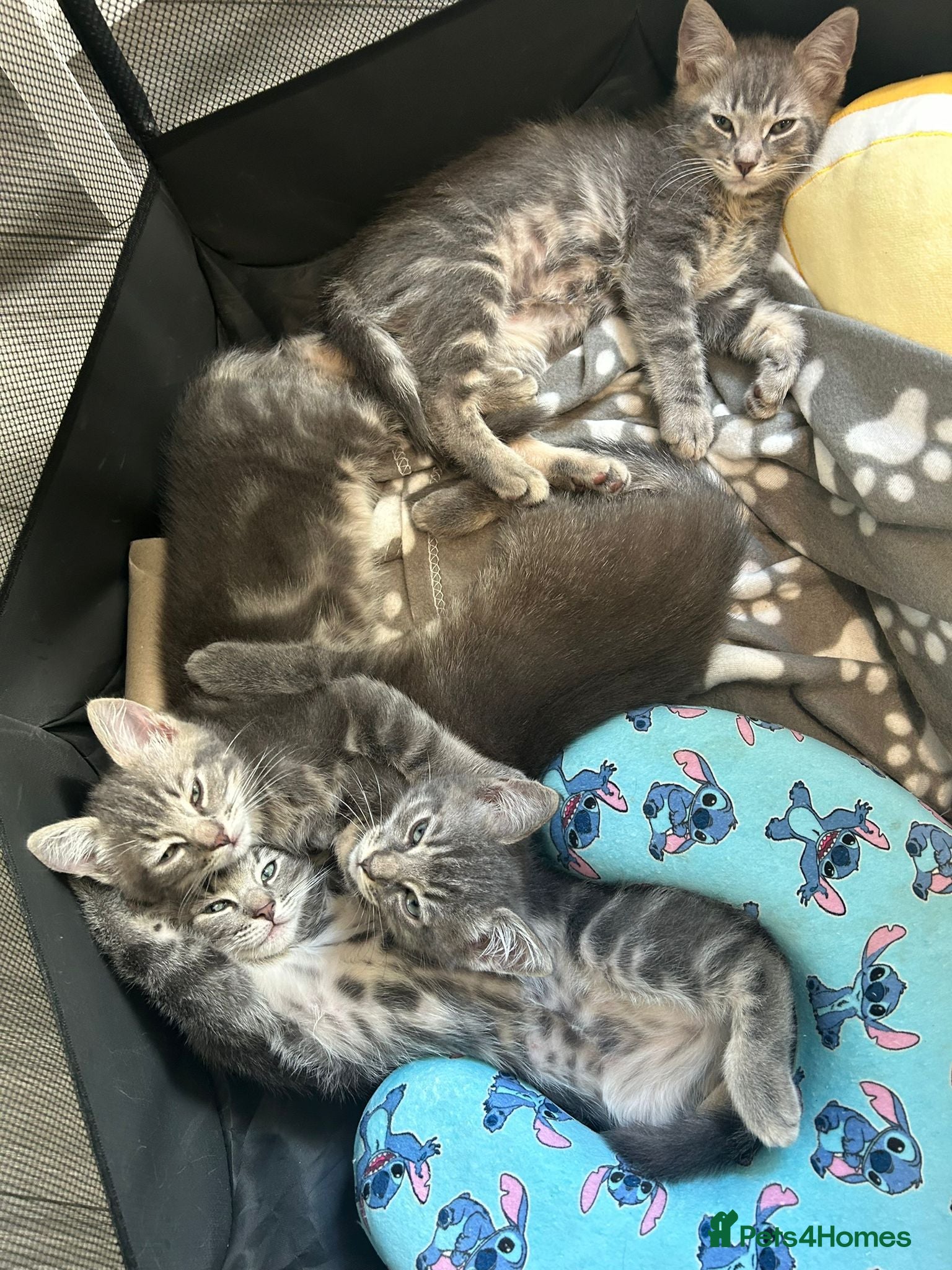 Mixed Breed cats Ragdoll x Bengal kittens  - Advert 2
