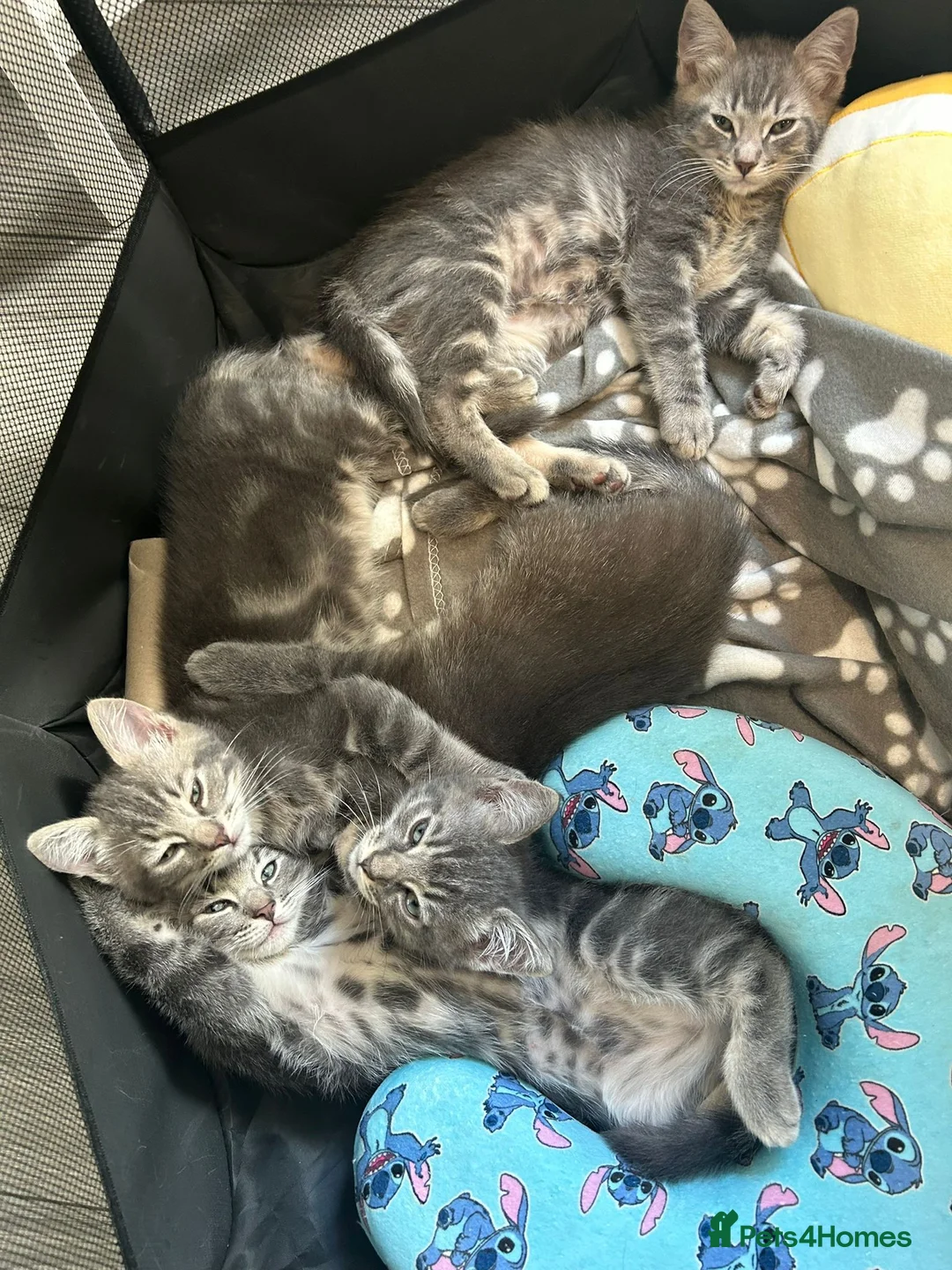 Mixed Breed cats for sale: Ragdoll x Bengal kittens  in Glasgow - Advert 1