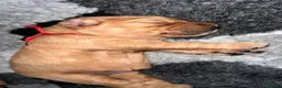 Golden Retriever dogs for sale: KC Golden Retrievers - Health Tested & Home Raised in Trowbridge - Advert 4