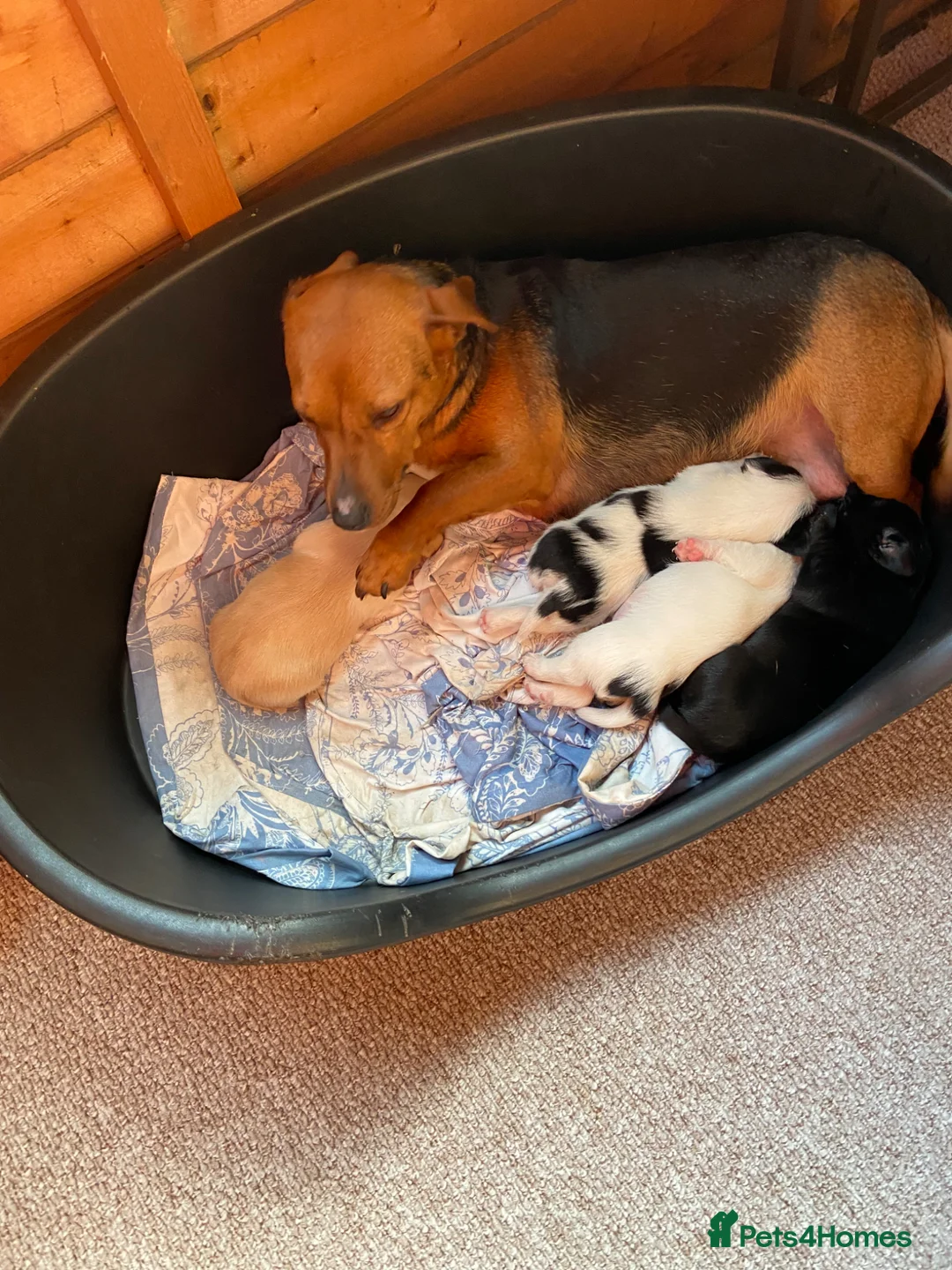 Jack Russell dogs for sale: Jack Russell puppies  - Advert 5