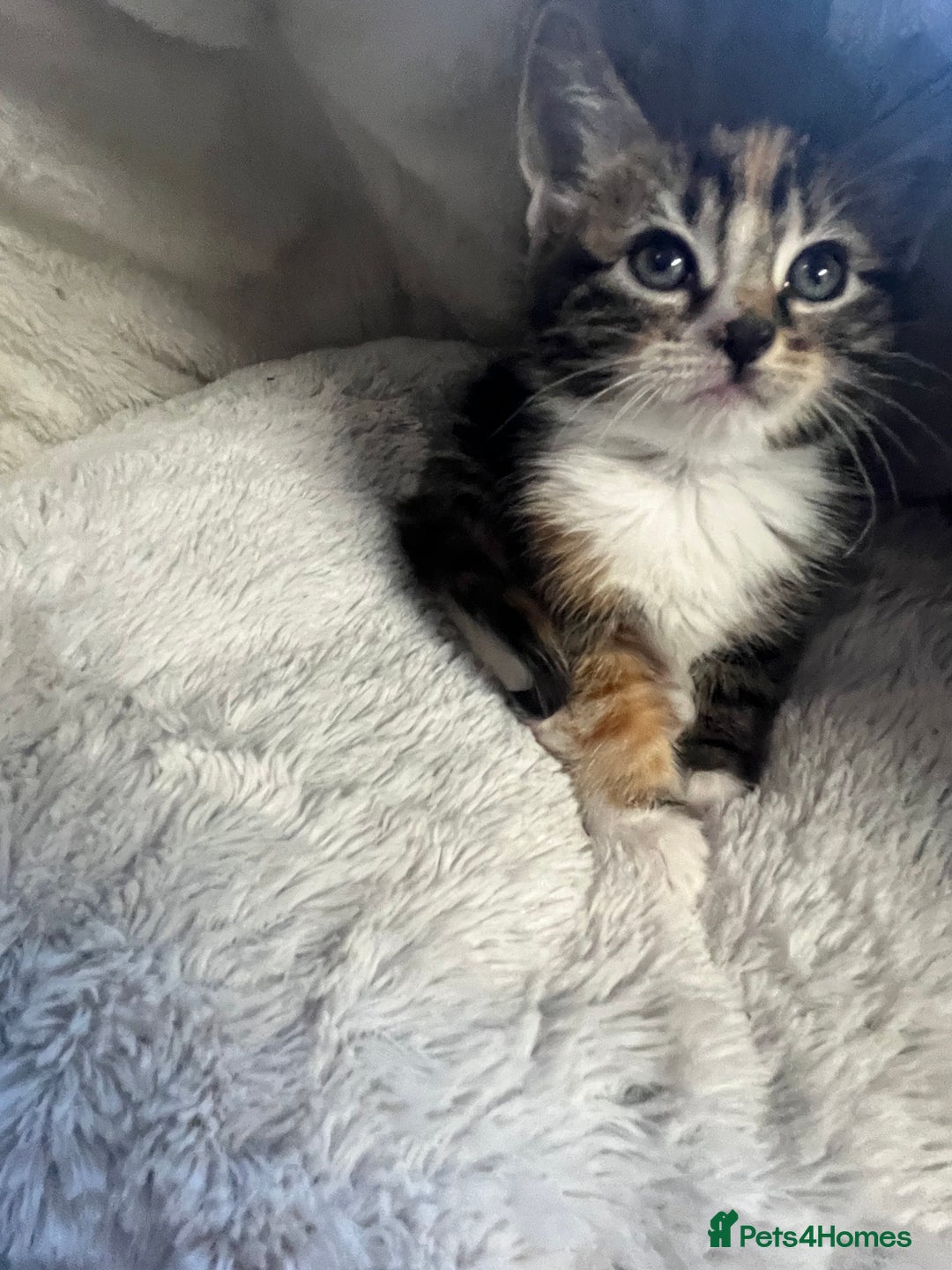 Mixed Breed cats for sale: 🐾 Beautiful 8 week old Calico Female Kittens - Advert 3