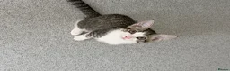 Mixed Breed cats for sale: Cute maine coone + domestic shorthair kittens - Advert 5