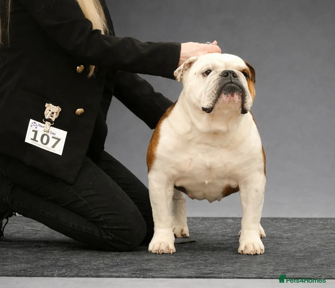 English Bulldog dogs for sale: English Bulldog standard female - Advert 4