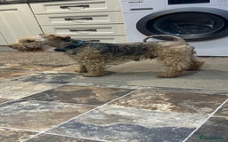 Lakeland Terrier dogs for sale: Lakeland terrier puppies - Image 14