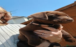 Labrador Retriever dogs for sale: **READY NOW**CHOCOLATE LAB PUPS - Image 9
