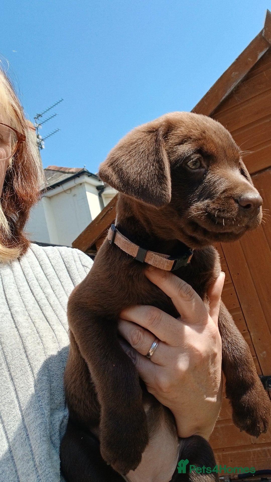 Labrador Retriever dogs for sale: **READY NOW**CHOCOLATE LAB PUPS - Image 9