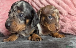 Miniature Dachshund dogs for sale: Beautiful KC miniature dachshund puppies - Image 4