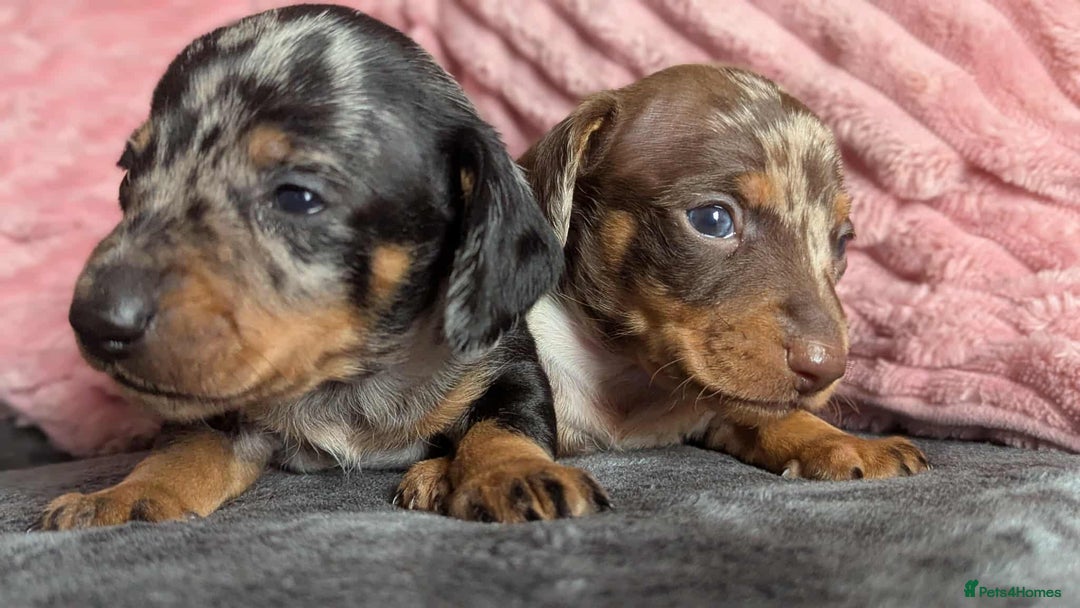 Miniature Dachshund dogs for sale: Beautiful KC miniature dachshund puppies - Image 4