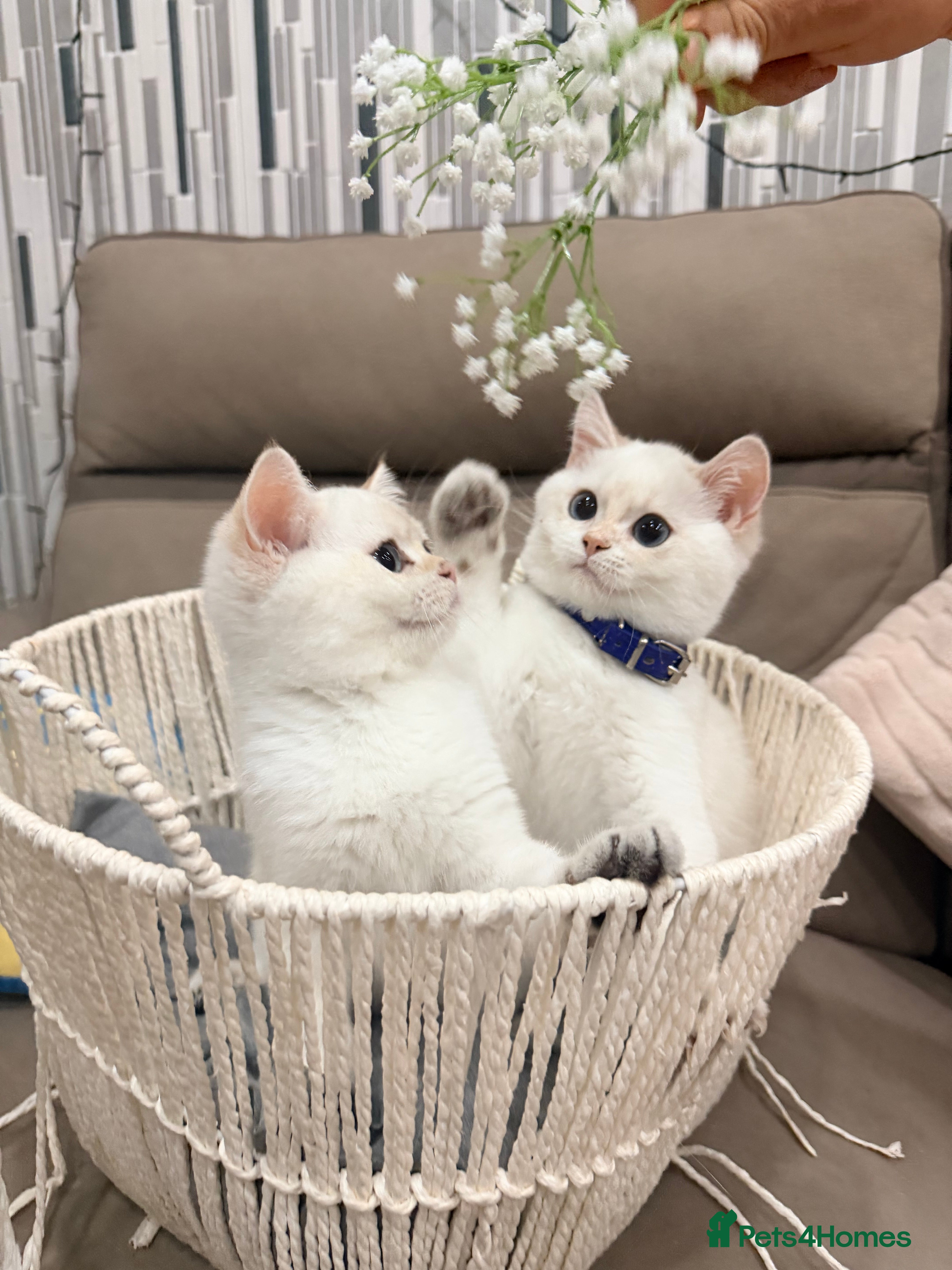 British Shorthair cats British Shorthair Kitten Golden Tipped Colourpoint - Advert 11