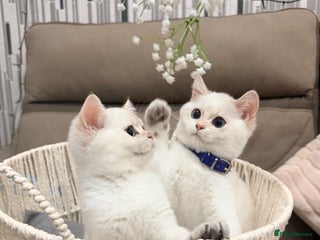 British Shorthair cats British Shorthair Kitten Golden Tipped Colourpoint - Advert 5