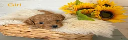 Lhasapoo dogs for sale: Lhasapoo pups (doodles) F1b  - Advert 34