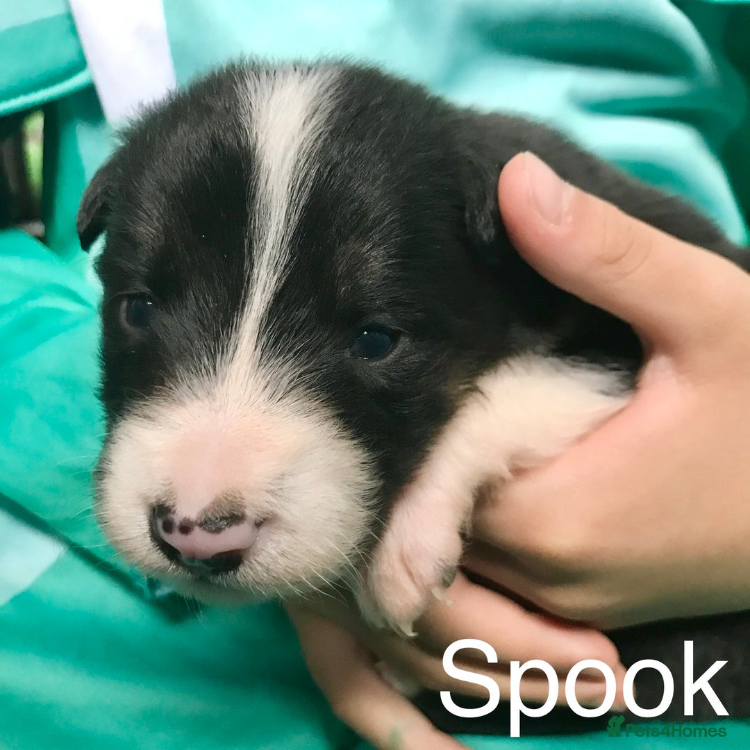 Border Collie dogs for sale: Beautiful Border Collie Pups, Merle & Classic Tri - Advert 19