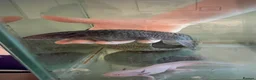 Axolotl reptiles for sale: Mixed pair of Axolotls with Tank - Advert 4