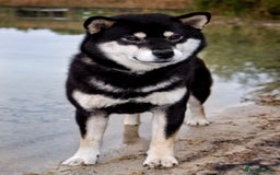 Japanese Shiba Inu dogs for sale: Champion blood Health tested Japanese Shiba Inu  - Image 7