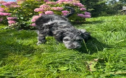 Goldendoodle dogs for sale:  F1b golden doodle puppies ready to go.  in Llandeilo - Image 16