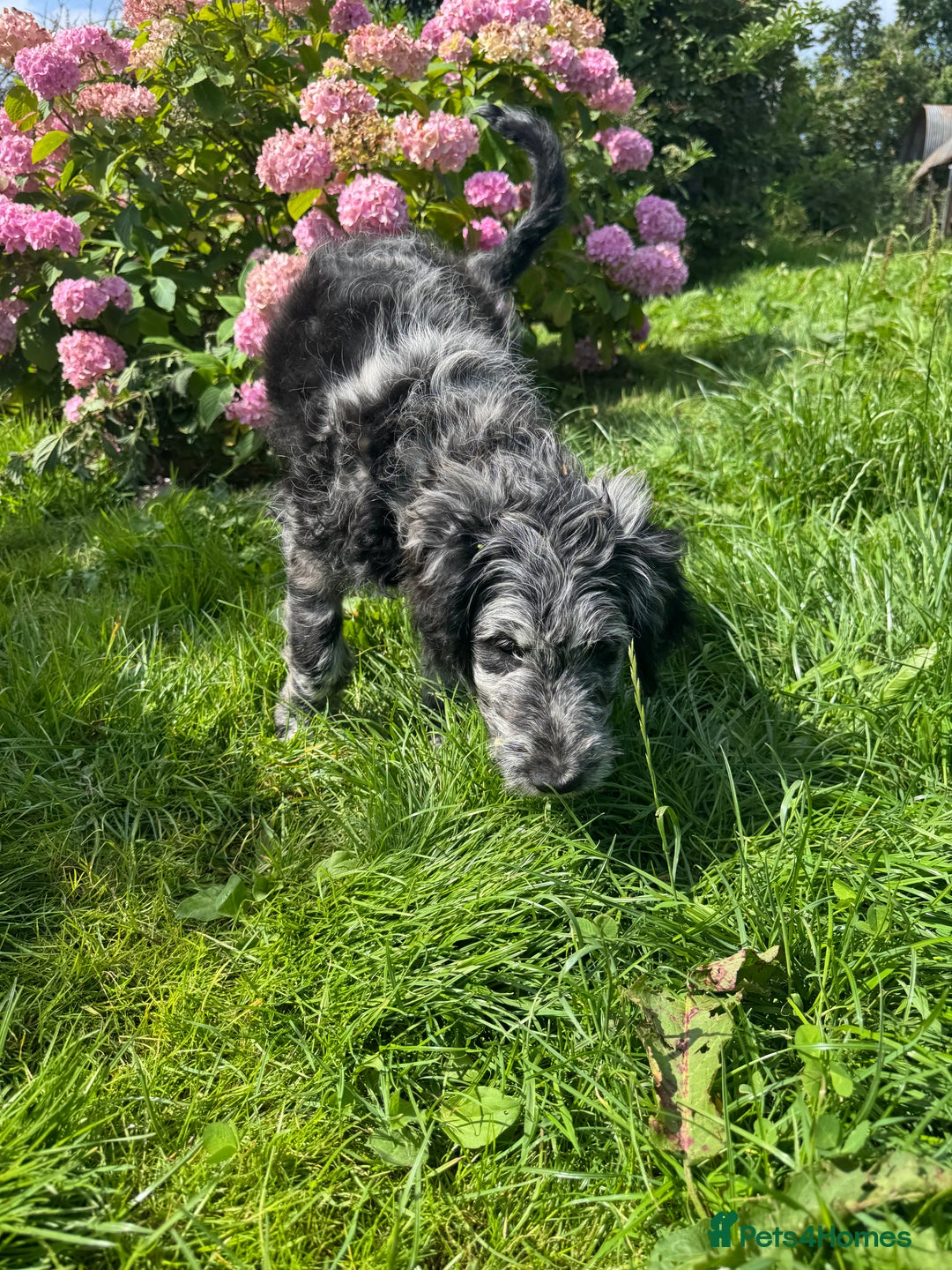 Goldendoodle dogs for sale:  F1b golden doodle puppies ready to go.  in Llandeilo - Image 16