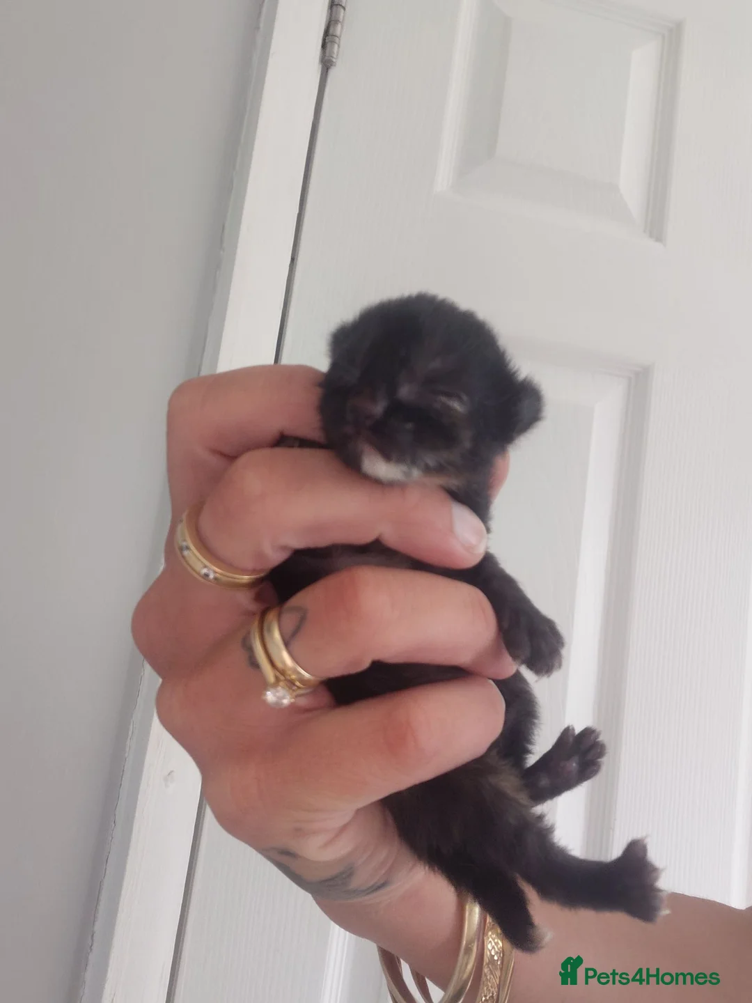 Domestic Shorthair cats for sale: 2 black calico girls and 1 black boy  - Advert 4