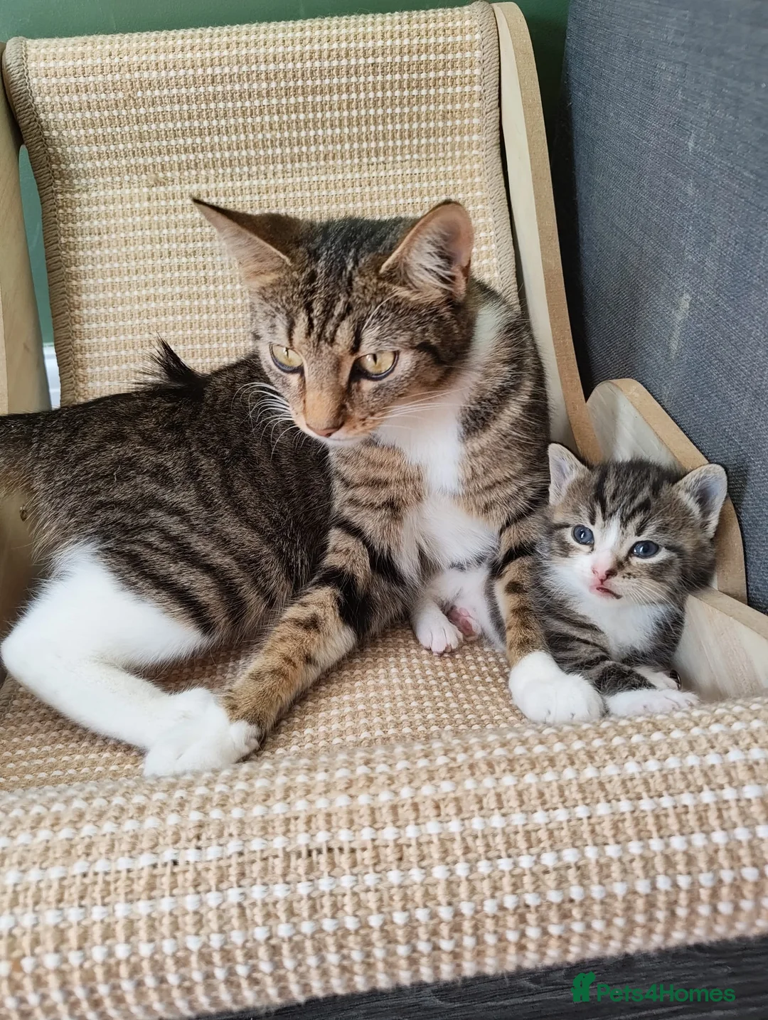 Mixed Breed cats for sale: 3 lovely kittens in Cardiff - Advert 2